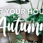 Autumn Houseplant Care