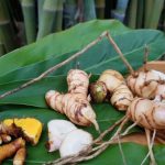 Producing edible gingers for your garden | Osceola News Gazette