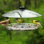 Attract Larger Birds with Platform Feeders