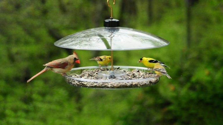 Attract Larger Birds with Platform Feeders