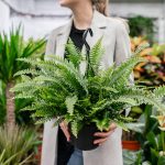 Dammann's Garden Company – TOP 5 PLANTS THAT CLEAN THE AIR