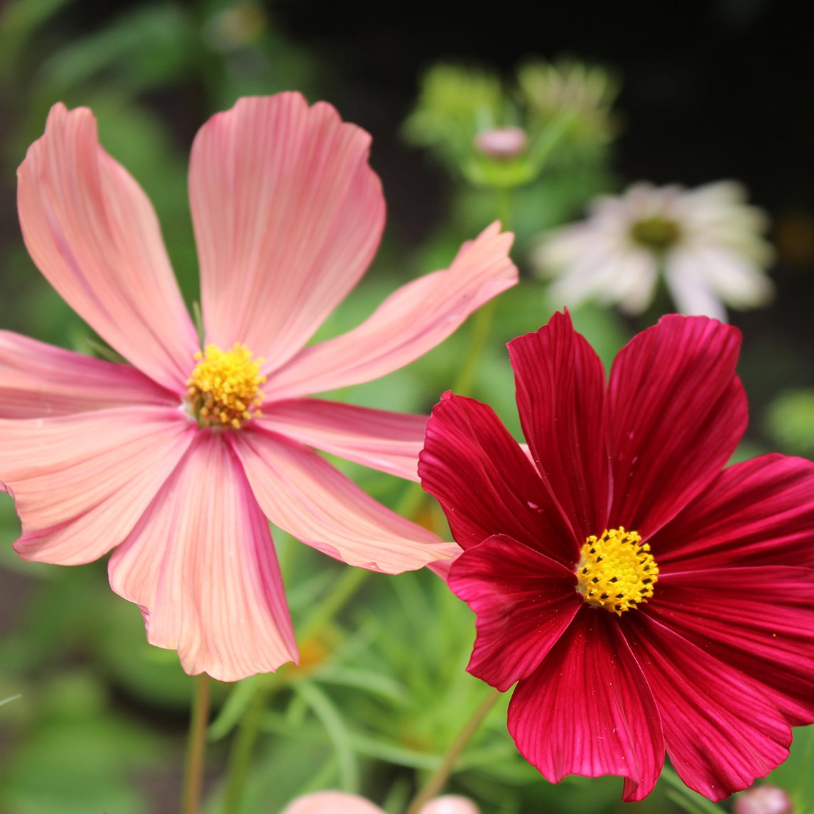 Cosmos 'Rubenza' - The Diggers Club