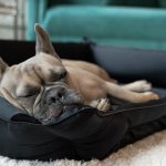 Discover NIGHT Revolutionizes Pet Sleep With the World's First Luxury Silk  Bed, Delivering Unmatched Fur and Skin Health Benefits | Newswire