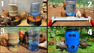 Rodent, bird and weather-proof chicken feeder | DIY garden projects |  Gardening Australia - YouTube