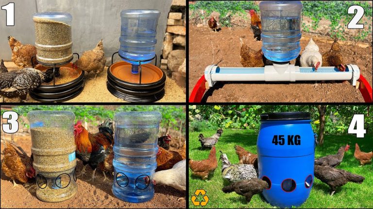 Rodent, bird and weather-proof chicken feeder | DIY garden projects |  Gardening Australia - YouTube